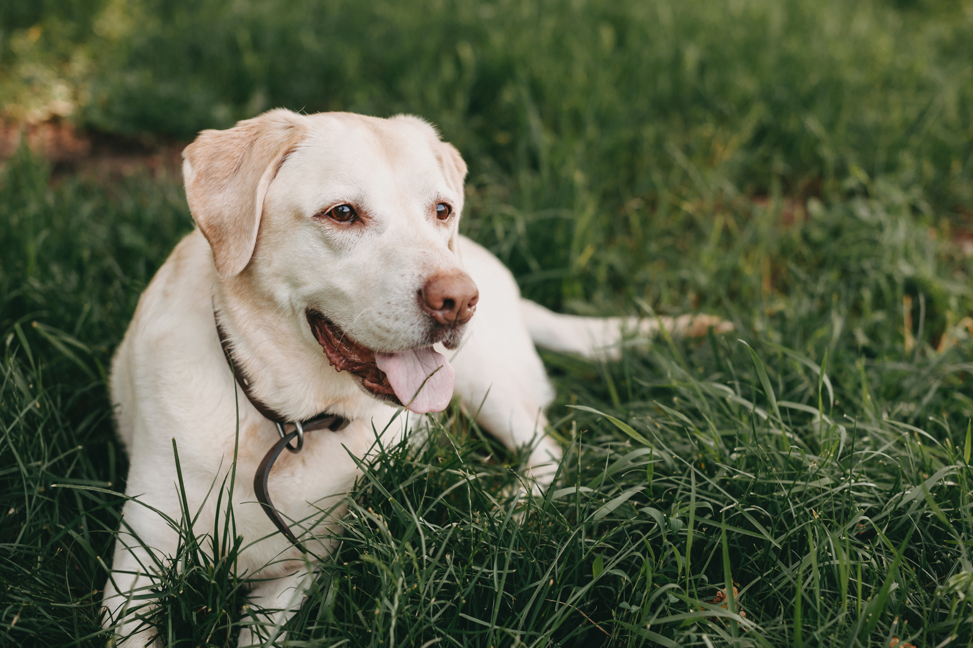 About Portland Veterinary Service Vet In Portland, MI 48875